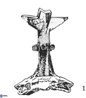 Prediscosphaera spinosa 35731