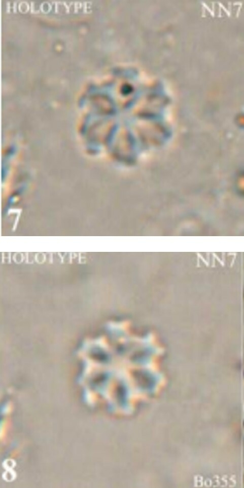 Discoaster catillomicros VR 17988