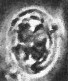 Aktasia disgregatus 33362