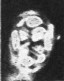 Aktasia disgregatus 33362