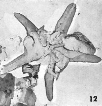 Bukryaster hayi 5169