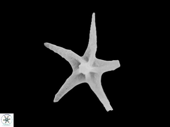 D lodoensis