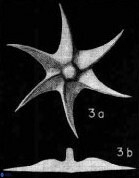Discoaster lodoensis VR 025455