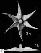Discoaster lodoensis VR 025455