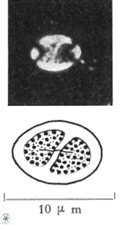 D pygmaea