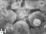 Discoaster pentabollii 47333
