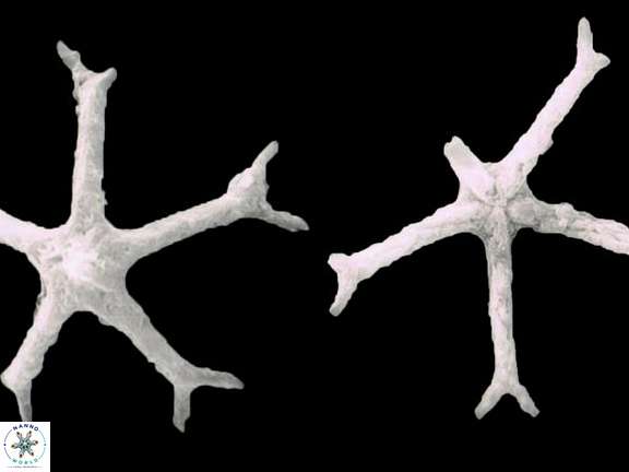 D pentaradiatus