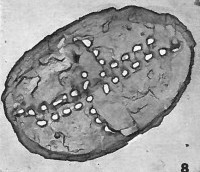 Asapholithos porosuturalis 13521