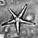 Discoaster quintatus VR 07409