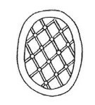 Falklandicus reticulatus 18084