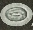 Pontosphaera rimosa 20127