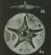 Discoaster sublodoensis VR 02591