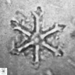 Discoaster surculus VR 10352