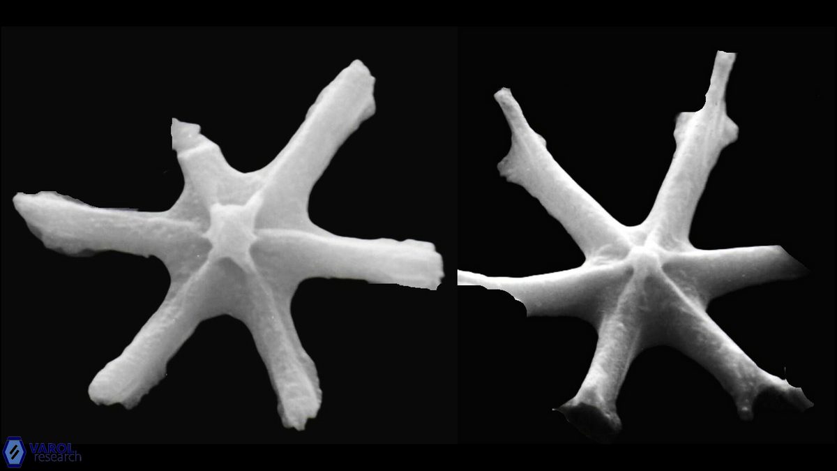 D surculus proximal a