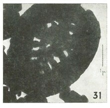 Heterorhabdus surirellus 10269