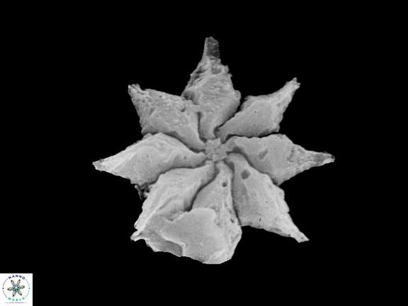 D saipanensis