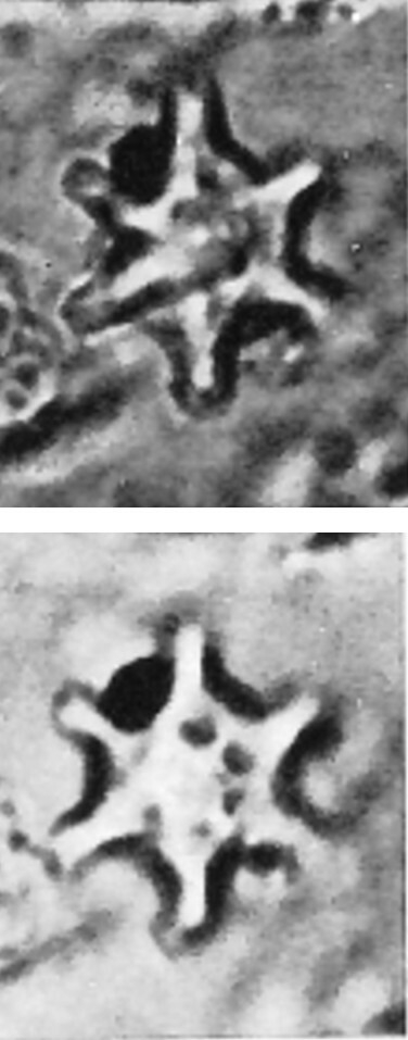 Discoaster musicus VR 18549