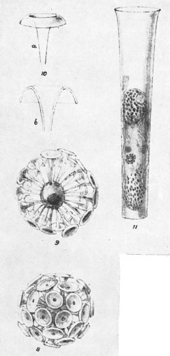 Discosphaera tubifera VR 04953