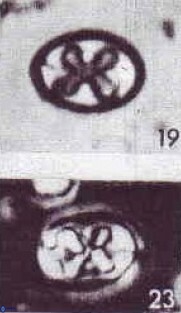 Aktasia trabeculatus 4657