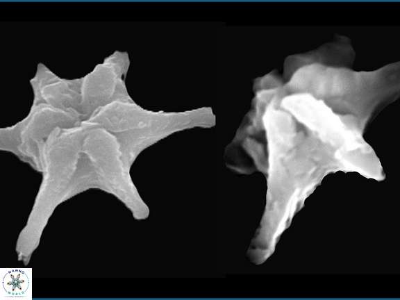 D vandekampiorum a