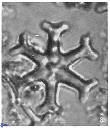 33 Discoaster pansus 17 33 242 6cc