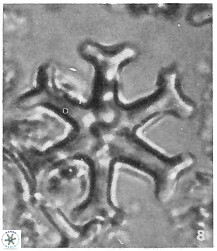 33 Discoaster pansus 17 33 242 6cc
