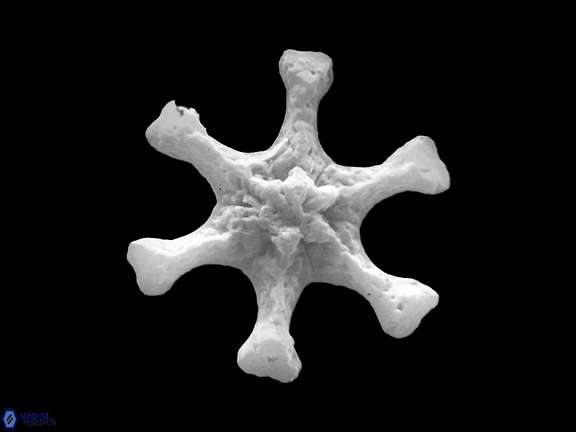 D variabilis proximal