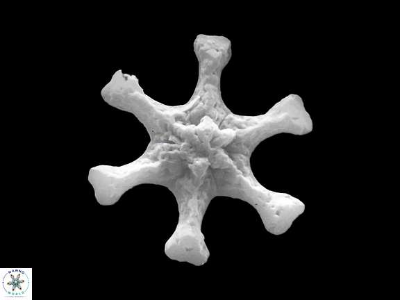 D variabilis proximal