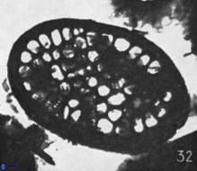 Pontosphaera rorsa 1220 15
