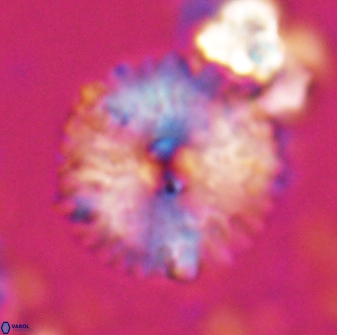 Davidbukrya claracirculus 26144