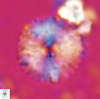 Davidbukrya claracirculus 26144