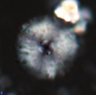 Davidbukrya claracirculus 26145