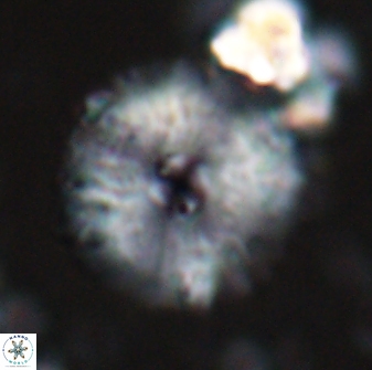 Davidbukrya claracirculus 26145