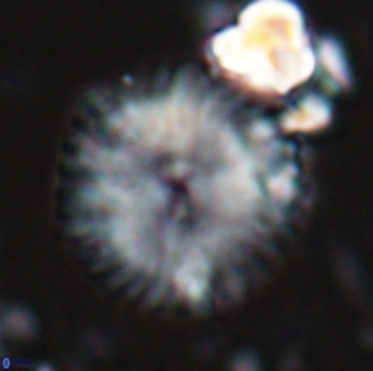 Davidbukrya claracirculus 26146