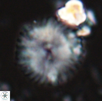 Davidbukrya claracirculus 26146