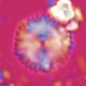 Davidbukrya claracirculus 26147