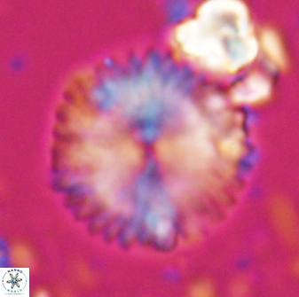 Davidbukrya claracirculus 26147