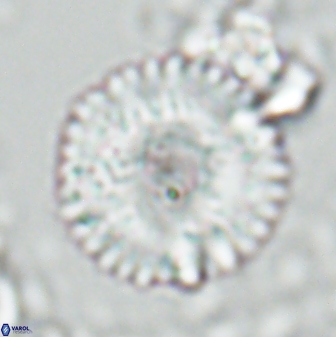 Davidbukrya claracirculus 26148