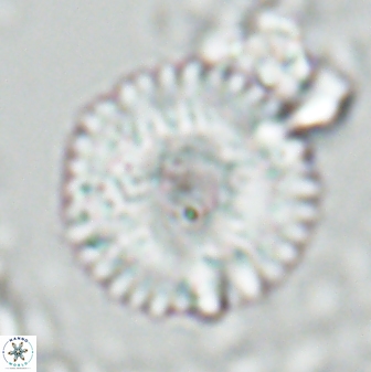 Davidbukrya claracirculus 26148