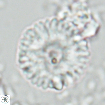 Davidbukrya claracirculus 26149