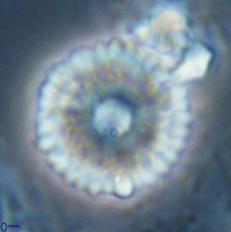 Davidbukrya claracirculus 26150