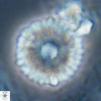Davidbukrya claracirculus 26150