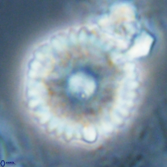 Davidbukrya claracirculus 26151