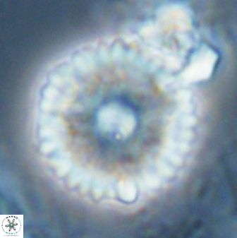 Davidbukrya claracirculus 26151