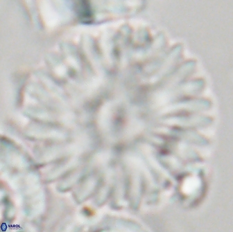 Davidbukrya claracirculus 21464