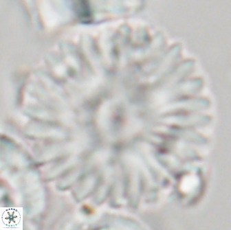 Davidbukrya claracirculus 21464