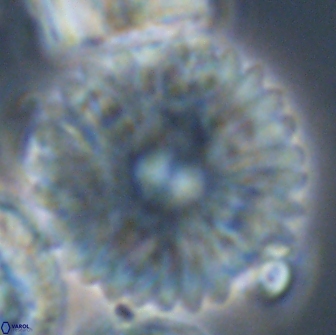 Davidbukrya claracirculus 21465