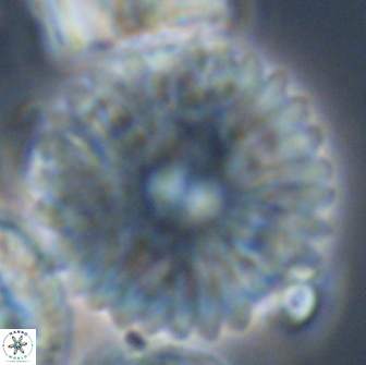 Davidbukrya claracirculus 21465