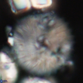 Davidbukrya claracirculus 21462