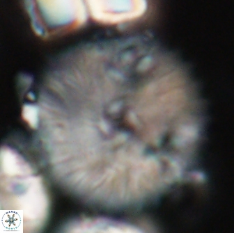 Davidbukrya claracirculus 21462